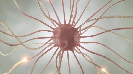 Nerve fibres
