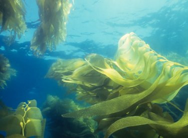 Слънцезащита безопасна за морски водорасли