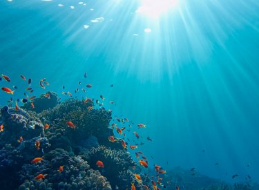 Безопасна слънцезащита за кораловите рифове