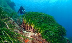 marine biologists & posidonia